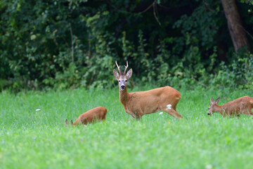 Naklejka na ściany i meble A roe deer with antlers in a rut with family walks through a meadow 