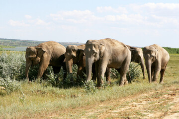 Fototapeta na wymiar Many elephants on a summer sunny day