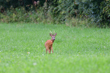 Naklejka premium Portrait of roe deer with antlers in a rut looking for a doe in a meadow 