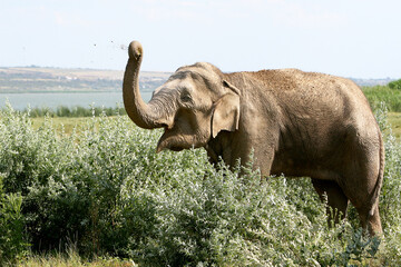 One elephant takes dust bath in summer sunny day