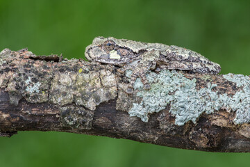 Tree frog on mossy branch