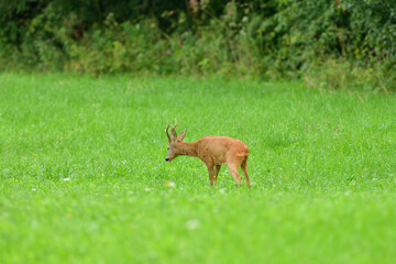 Portrait of roe deer with antlers in a rut looking for a doe in a meadow 