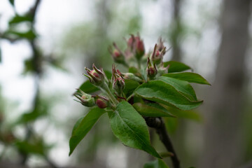 The beginning of Apple blossom, Bud is born, spring has come to the garden, photo in the evening