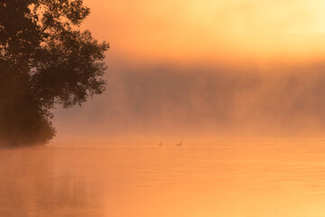 Two ducks on a lake at dawn