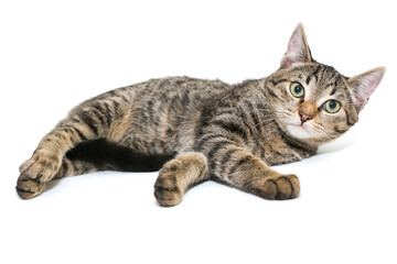 Obraz premium Small, grey tabby kitten lies