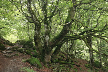 Au pied de mon chêne