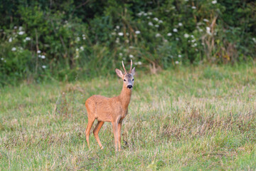 Portrait of roe deer with antlers in a rut looking for a doe in a meadow 