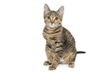 Small, grey tabby kitten sits sideways