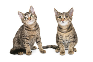 Two small, gray tabby kittens sit side by side