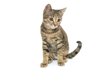 Obraz premium Small, grey tabby kitten