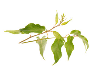 Green branch of kiwi leaves, isolated on white background. Spring with leaves of kiwi.