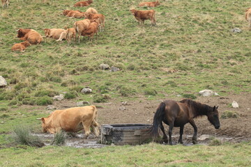 Vaches et chevaux ariégeois  