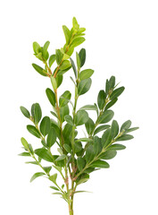 Boxwood branch isolated on white background. Green boxwood sprig. Buxus with clipping path.