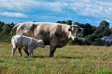 Fototapeta na wymiar vache veau pres animal ferme 