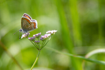 brown argus 