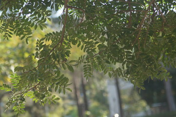 um ramo de belas folhas verdes de uma árvore 