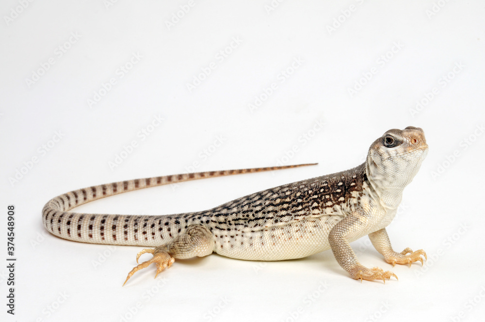 Canvas Prints Wüstenleguan / Desert iguana (Dipsosaurus dorsalis) 