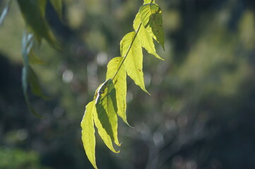 zoom em um ramo de belas folhas verdes
