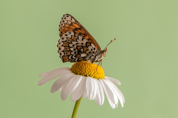 The   beautiful and elegant butterfly Melitaea  sits on a summer morning on a daisy flower