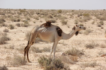 camels in tunisia