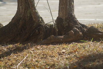 parte de baixo de uma árvore de um parque