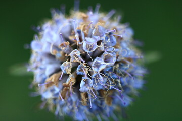 Cœur de fleur bleue