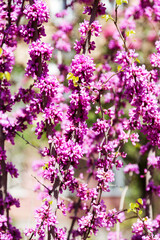 Fototapeta premium Beautiful pink flowers on the branches of tree with selective focus. Creative processing in light key