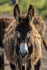 Family of black donkeys in summer