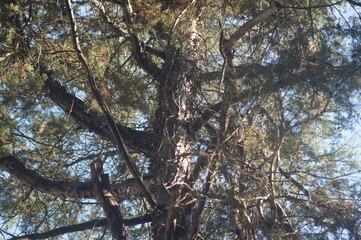visão de baixo para cima do topo de uma grande e bela árvore com folhas verdes