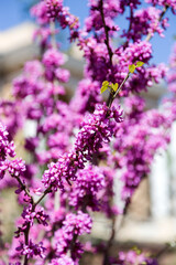 Obraz premium Beautiful pink flowers on the branches of tree with selective focus. Creative processing in light key