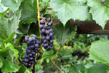 bunch of grapes in the garden