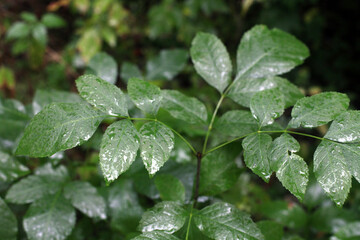 rain drops on leaves