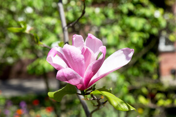 Blooming magnolias on sunny spring day. Beautiful pink magnolia flowers with selective focus. Creative processing in light key