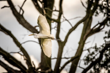 bird on tree