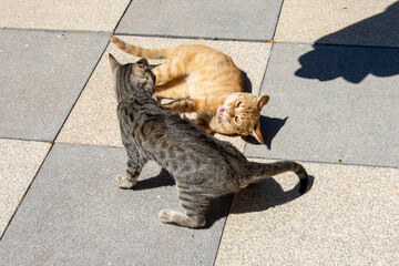 Gatos jugando