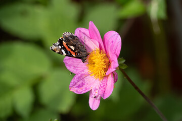 Close up Macro of Bumble Bee Pollinating British Wildflowers