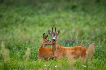 young deer in the grass © Bartłomiej Kosmatko