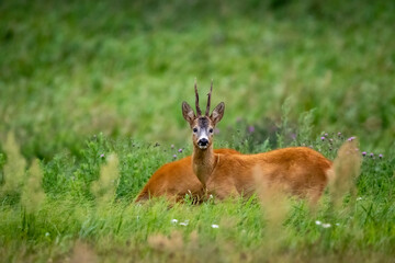 antelope in the wild © Bartłomiej Kosmatko