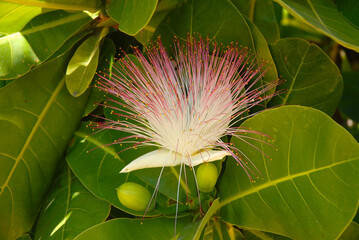 Flower on Barringtonia asiatica, also known as fish poison tree