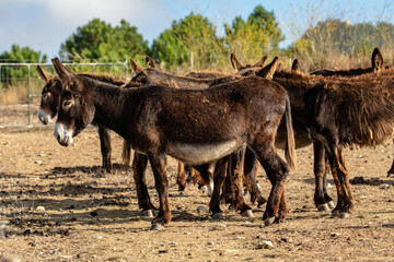 Family of black donkeys in summer