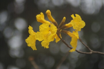 zoom em um ramo de belas flores amarelas