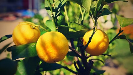 Beautiful fresh lemons on the tree