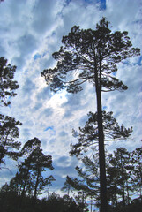 trees in the sky