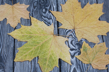 Dried maple leaves on brushed black-and-white pine planks.