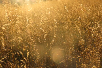 Obraz premium Golden dry wheat with sun behind on a hot evening