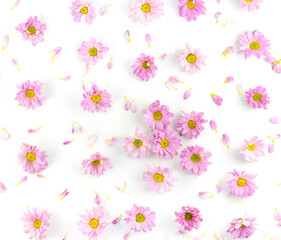Purple flowers, yellow pollen, blooming on a white background.