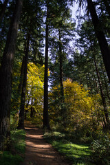 Fototapeta na wymiar Pine Trees and Broadleaves with Colorful Foliage at Westmoreland Park Nature Playground in Portland, Oregon, USA