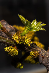 Flowering Oregon Ash (Fraxinus latifolia)