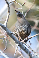 Female California Quail (Callipepla californica)