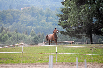koń © Izabela